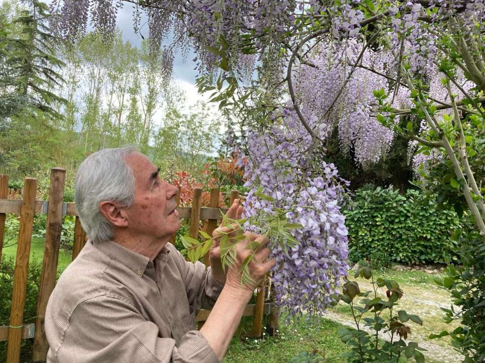 Augusto Tocci con il glicine