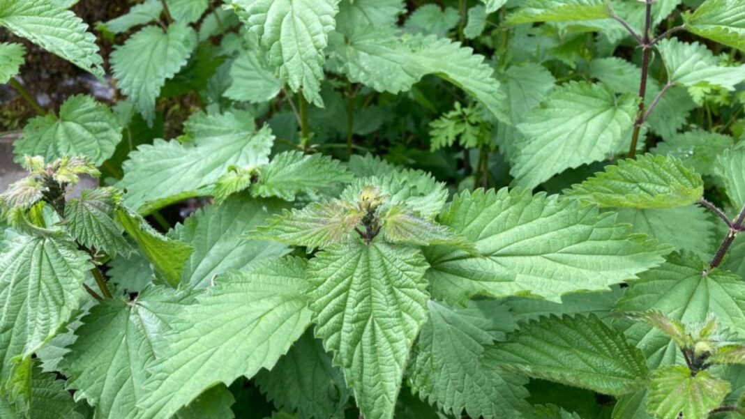 Le foglie di ortica