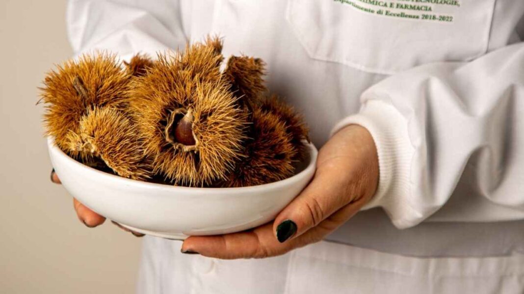 Ricci di castagna per linea cosmetica Biocastanea