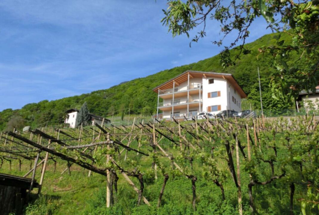 Il maso sullo sfondo in. primo piano la vigna