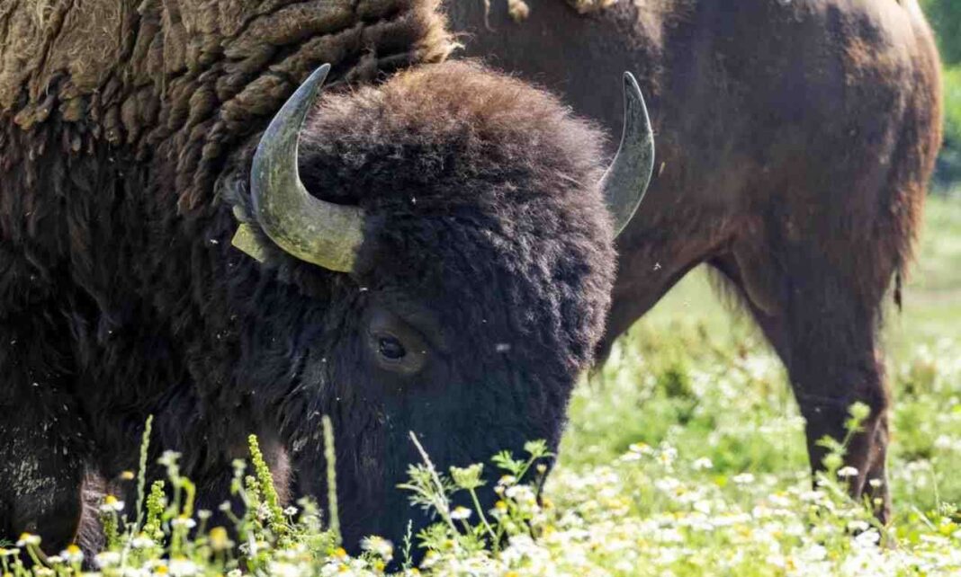 bisonti