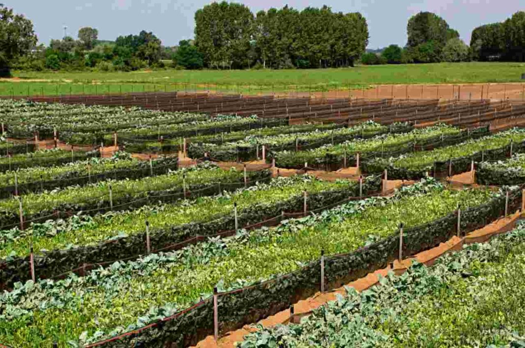 Allevare chiocciole funziona ma vediamo cosa consiglia chi lo fa