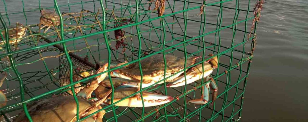 Il granchio blu fa disastri? Ce lo mangiamo!