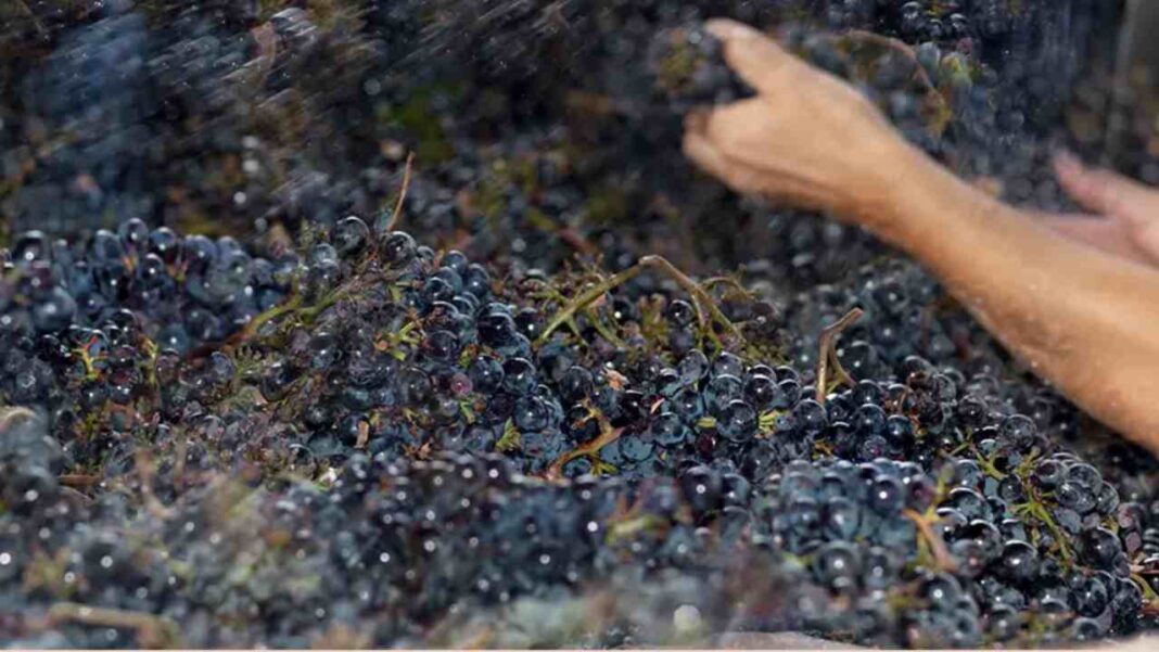 Il Rosso di Montalcino guadagna 352 ettari: la crescita del “fratello minore” del Brunello