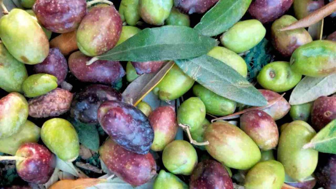 Olio d’Italia, nasce il “Manifesto della produzione Olivicola Sostenibile”