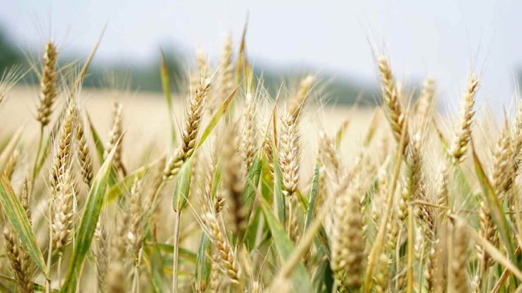 “Coltiviamo Agricoltura Sociale”, premiati i vincitori della nona edizione