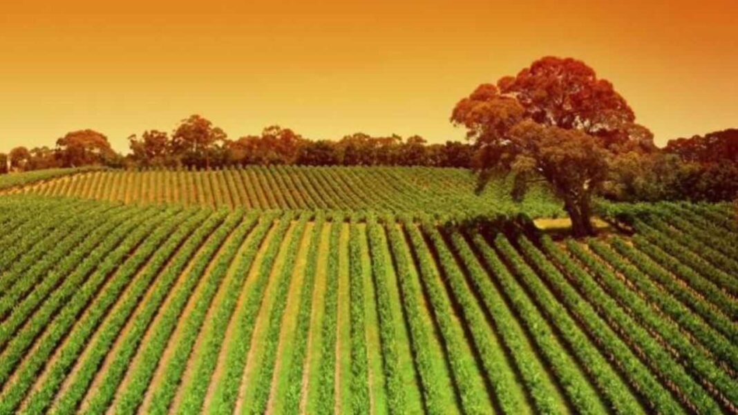 Il Masaf finanzia il progetto di Confagricoltura, “Med Italy Bio”, coinvolte 30 aziende biologiche e 9 regioni